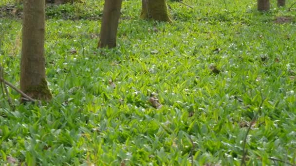 Fokhagymával vagy vadon élő fokhagymával szórt erdei tisztás Allium ursinum — Stock videók