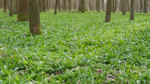 Lesní mýtina posetá zeleným divokým česnekem nebo divokým česnekem Allium ursinum — Stock video