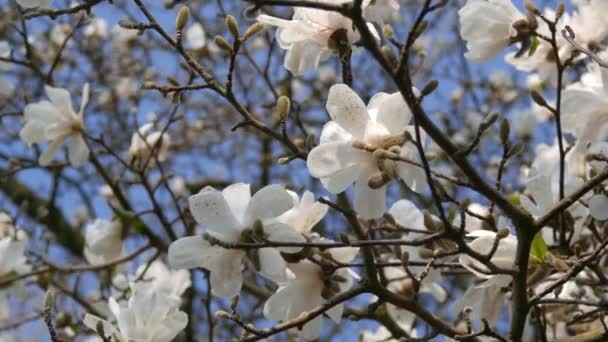 Schöne weiße Magnolienblüten gegen frühlingshaften blauen Himmel — Stockvideo