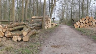 Birçok kesik ağaç gövdesi ormanda bir sırada yatar. Doğayı yasa dışı ağaç kesiminden korumak.