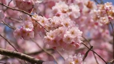 Güzel pembe sakura çiçekleri ilkbahar mavi gökyüzüne karşı