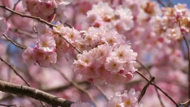 Beautiful pink sakura flowers against spring blue sky — Stock Video