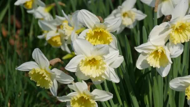 Muitas flores florescentes bonitas de narcisos em um gramado verde em um dia de primavera ensolarado — Vídeo de Stock