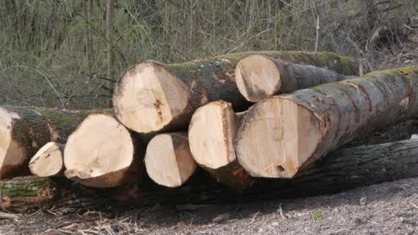 Une pile de bûches. Partie du tronc d'un arbre qui a été coupée. Industrie du bois. Zone de coupe près de la route. Les bûcherons abattent des arbres dans la forêt. Produits du bois — Video