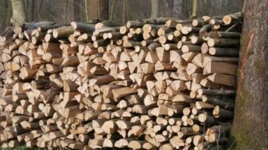 Birçok kesik ağaç gövdesi ormanda bir sırada yatar. Doğayı yasa dışı ağaç kesiminden korumak.