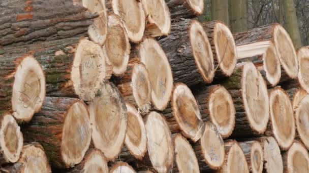 Una pila de troncos. Parte del tronco de un árbol que ha sido cortado. Industria maderera. Zona de corte cerca de la carretera. Los leñadores talan árboles en el bosque. Productos de madera — Vídeos de Stock