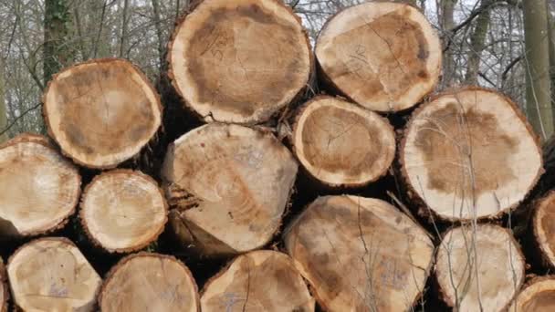 Una pila di tronchi. Una parte del tronco di un albero che è stato tagliato. Industria del legno. Area di taglio vicino alla strada. I boscaioli abbattono gli alberi nella foresta. Prodotti in legno — Video Stock