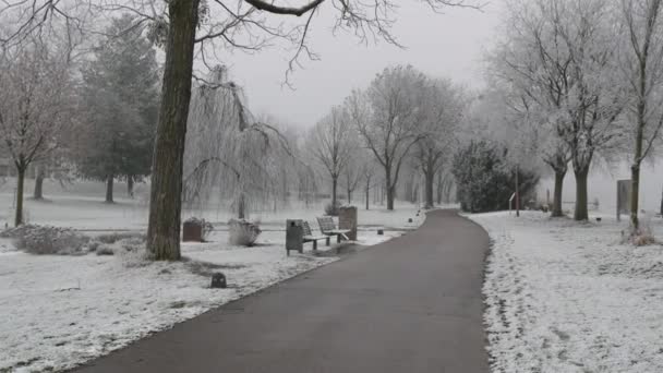 Vacker snöig vinterpark. Träd grenar i snö och dimma, öken vinterlandskap — Stockvideo