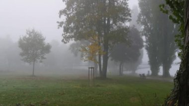 Sisin içindeki sonbahar yaprak döken orman. Terk edilmiş bir parkta sonbahar estetiği. Yere düşmüş sarı yapraklar.