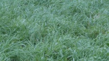 Sonbahar ya da yaz sabahı çimenlerin ve bitki yapraklarının üzerindeki çiğ damlalarının yakın görüntüsü