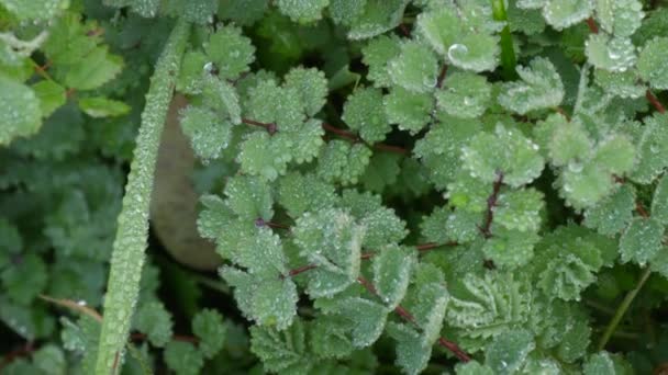 Vue rapprochée des gouttes de rosée sur l'herbe et les feuilles des plantes en automne ou en été — Video