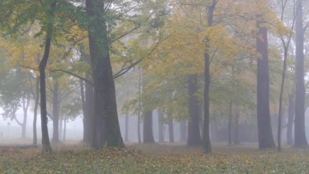 Autumn deciduous forest in the fog. Autumn aesthetics in a deserted park. Fallen yellow foliage on the ground — Stock Video
