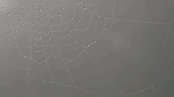 Beautiful huge spider web with dew drops or raindrops on it, autumn aesthetics — Stock Video