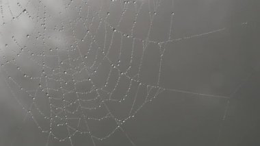Üzerinde çiy damlaları ya da yağmur damlaları olan güzel, büyük örümcek ağı, sonbahar estetiği