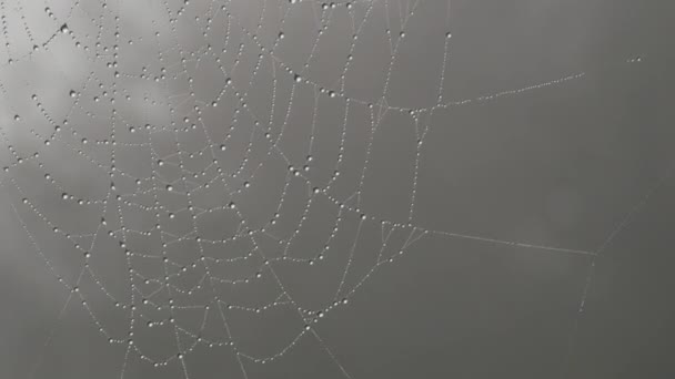 Hermosa telaraña enorme con gotas de rocío o gotas de lluvia, estética otoñal — Vídeos de Stock