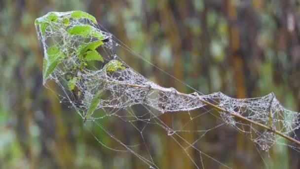 Torr växt insvept i vackra spindelnät i dagg eller regndroppar en höstmorgon, höstestetik — Stockvideo