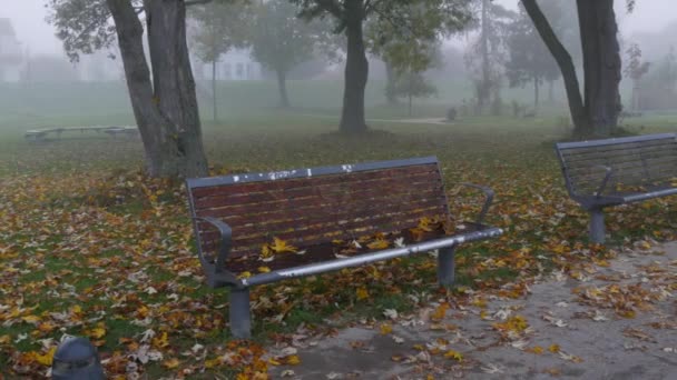 Bancos vacíos en el bosque caducifolio de otoño en la niebla. Estética otoñal en un parque desierto. Follaje amarillo caído en el suelo — Vídeos de Stock