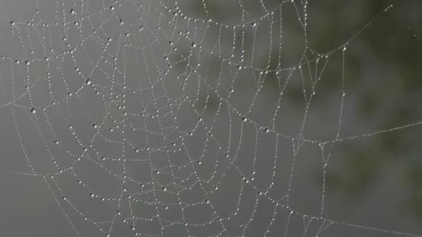 Vackert stort spindelnät med daggdroppar eller regndroppar på, höstestetik — Stockvideo