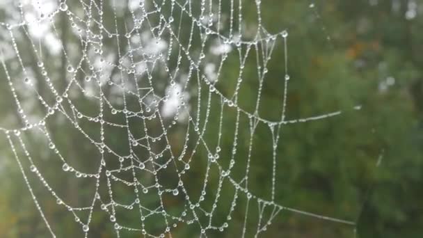 Üzerinde çiy damlaları ya da yağmur damlaları olan güzel, büyük örümcek ağı, sonbahar estetiği — Stok video