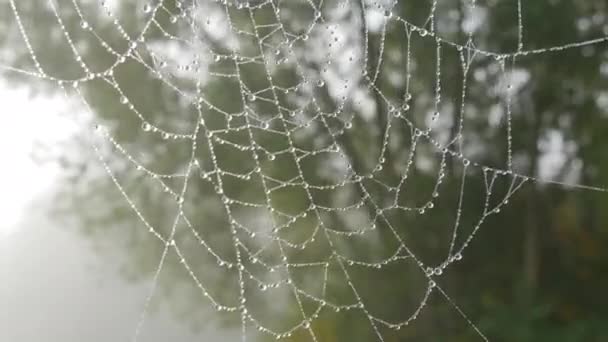 Prachtig enorm spinnenweb met dauwdruppels of regendruppels erop, herfstesthetiek — Stockvideo