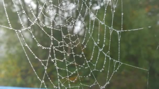 Beautiful huge spider web with dew drops or raindrops on it, autumn aesthetics — ストック動画