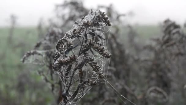 Dry plant wrapped in beautiful cobwebs in dew or rain drops on an autumn morning, autumn aesthetics — ストック動画