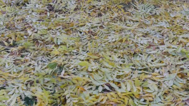美丽的秋天，色彩艳丽的郁郁葱葱的树叶躺在地上 — 图库视频影像