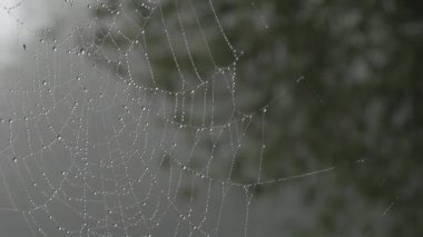 Üzerinde çiy damlaları ya da yağmur damlaları olan güzel, büyük örümcek ağı, sonbahar estetiği