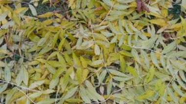 Parlak sarı renkte güzel sonbahar yaprakları Yerde uzanan yapraklar