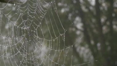 Üzerinde çiy damlaları ya da yağmur damlaları olan güzel, büyük örümcek ağı, sonbahar estetiği