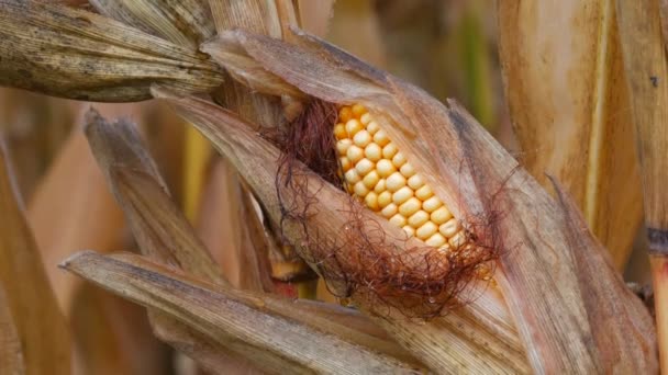 Суха стигла кукурудза в полі на жовтих кубиках в осінній ранок крупним планом — стокове відео