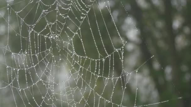 Vackert stort spindelnät med daggdroppar eller regndroppar på, höstestetik — Stockvideo