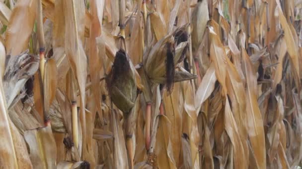 Milho maduro seco em um campo em espigas amarelas na manhã de outono — Vídeo de Stock