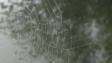 Üzerinde çiy damlaları ya da yağmur damlaları olan güzel, büyük örümcek ağı, sonbahar estetiği