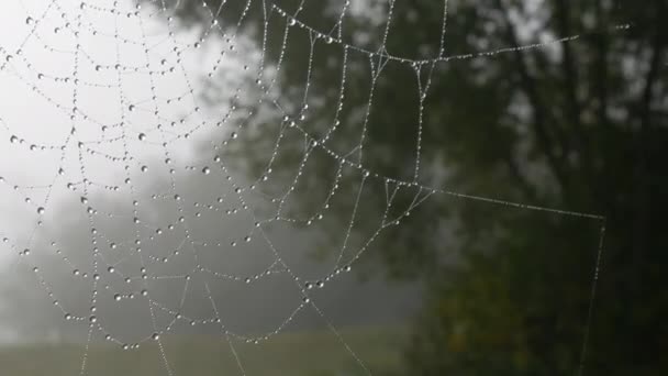 Prachtig enorm spinnenweb met dauwdruppels of regendruppels erop, herfstesthetiek — Stockvideo