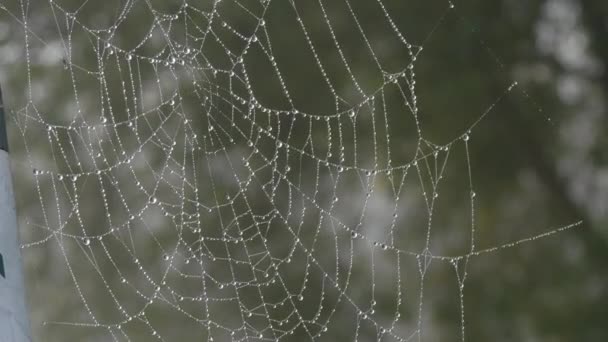 Üzerinde çiy damlaları ya da yağmur damlaları olan güzel, büyük örümcek ağı, sonbahar estetiği — Stok video