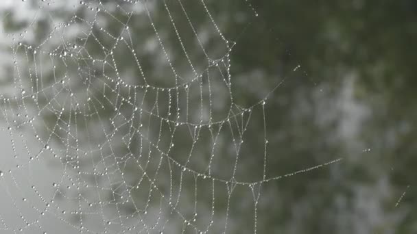 Prachtig enorm spinnenweb met dauwdruppels of regendruppels erop, herfstesthetiek — Stockvideo