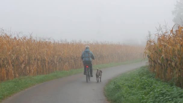 Kukoricamező a ködben a mezőn, egy nő biciklizik egy kutyafuttatás mellett. — Stock videók
