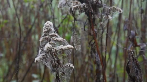 Planta seca envuelta en hermosas telarañas en rocío o gotas de lluvia en una mañana de otoño, estética de otoño — Vídeos de Stock
