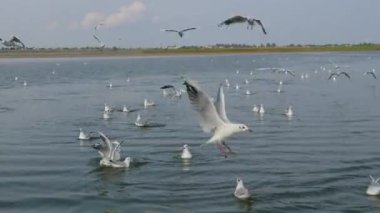Bir martı sürüsünün daireler çizip uçtuğu göl üzerinde bir tekne gezisi. Tekneden görünüm