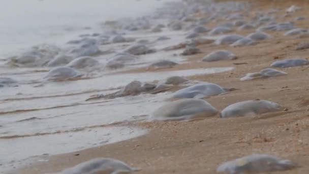 Un gran número de medusas blancas se encuentran en las orillas del mar de arena, que son lavadas por las olas. Desastre ecológico Mar de Azov, Ucrania — Vídeos de Stock