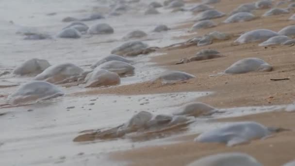 Een groot aantal witte kwallen liggen aan de oevers van de zandzee, die door de golven worden gewassen. Ecologische ramp Zee van Azov, Oekraïne — Stockvideo