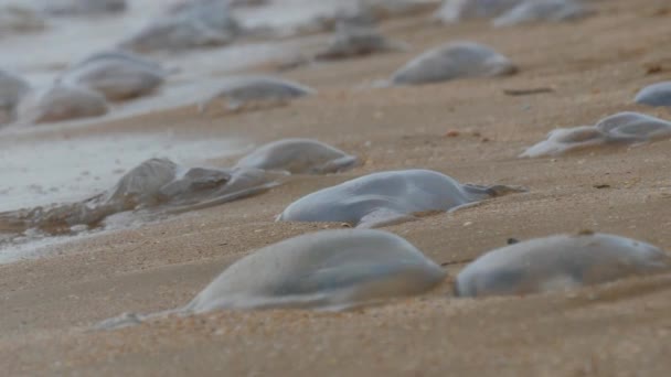 多くの白いクラゲが砂浜の海岸に横たわっており、波に洗われています。ウクライナのアゾフの生態系災害 — ストック動画