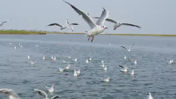 A boat trip on the lake above which a flock of seagulls are circling and flying. View from the boat — Stock Video