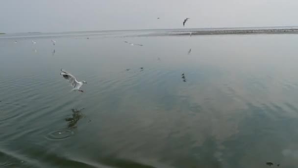 Um passeio de barco no lago acima do qual um bando de gaivotas está circulando e voando. Vista do barco — Vídeo de Stock