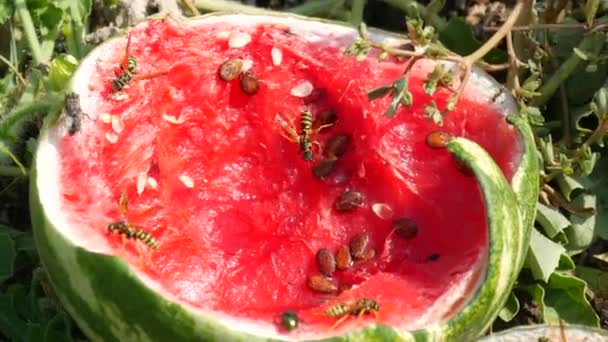 Egy fiatal görögdinnye a zöld lombozatú mezőn felrobbant. Egy érett és rothadó dinnye, amit darázs rovarok esznek. — Stock videók