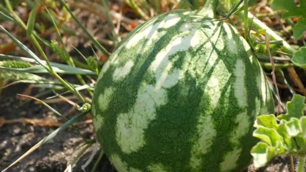 Mogna unga vattenmelon på ett fält i grönt lövverk. Melonskörd — Stockvideo