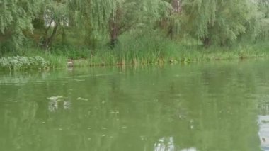 Güzel, sık ağaçların yetiştiği kıyılarda yeşil nehir boyunca yürü. Hareket halindeki bir zevk teknesinden görüntü