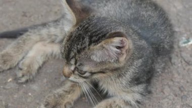 Hasta evsiz, gözleri şişmiş kedi yavrusu Conjunctivitis sokakta oturuyor.