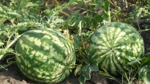 Deux jeunes pastèques mûres sur un champ au feuillage vert. Récolte de melons — Video